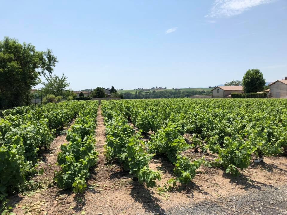 Thévenet - Domaine Jean-Paul et Charly Thévenet