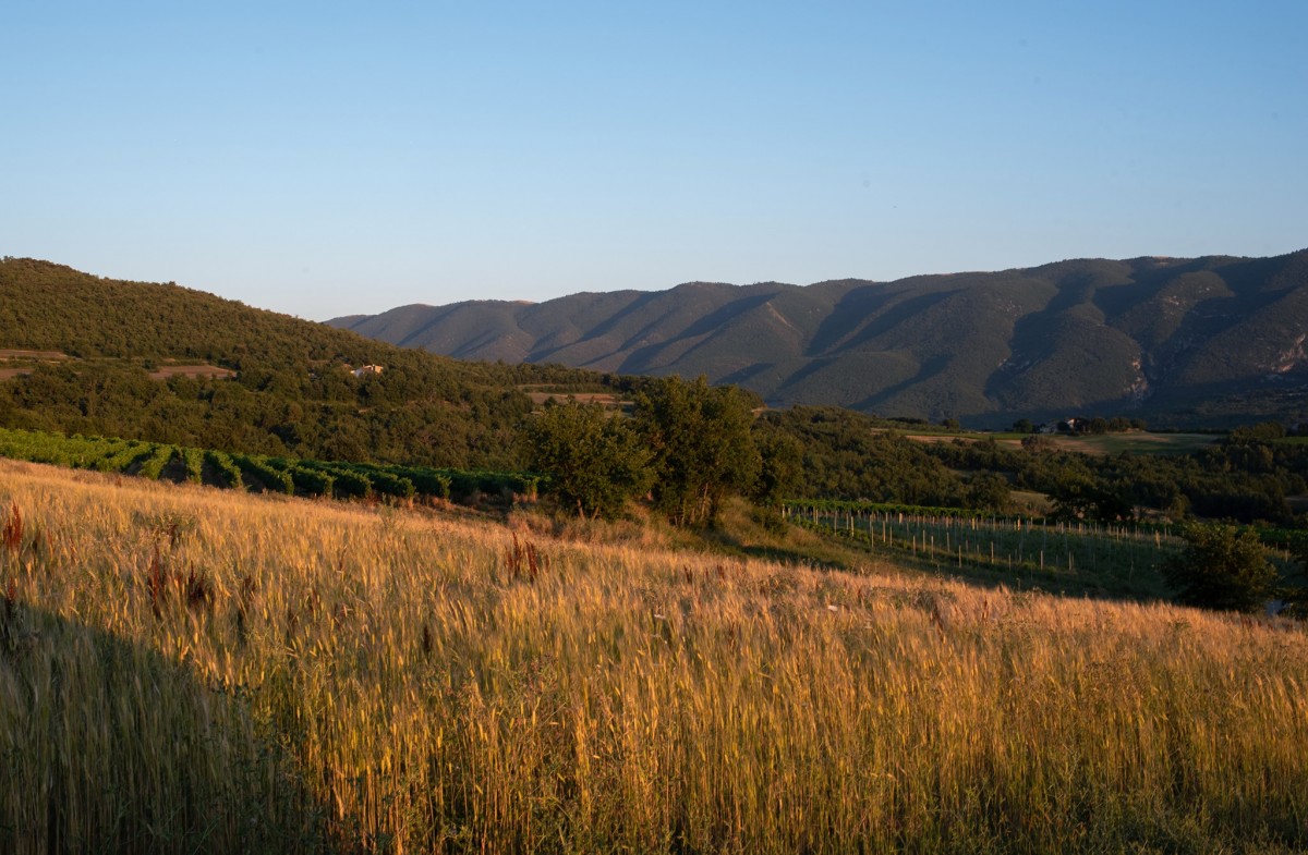 Alloïs - Domaine Alloïs