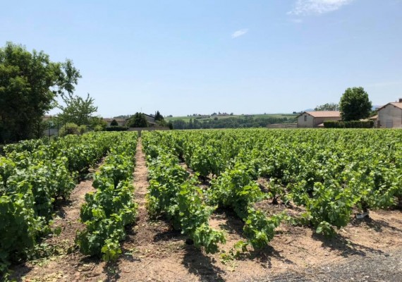 Thévenet - Domaine Jean-Paul et Charly Thévenet