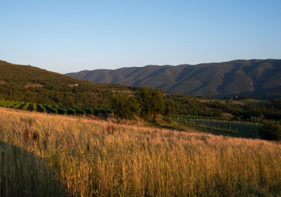 Alloïs - Domaine Alloïs